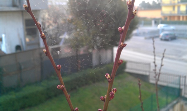 My little apricot tree and its elusive guest spider